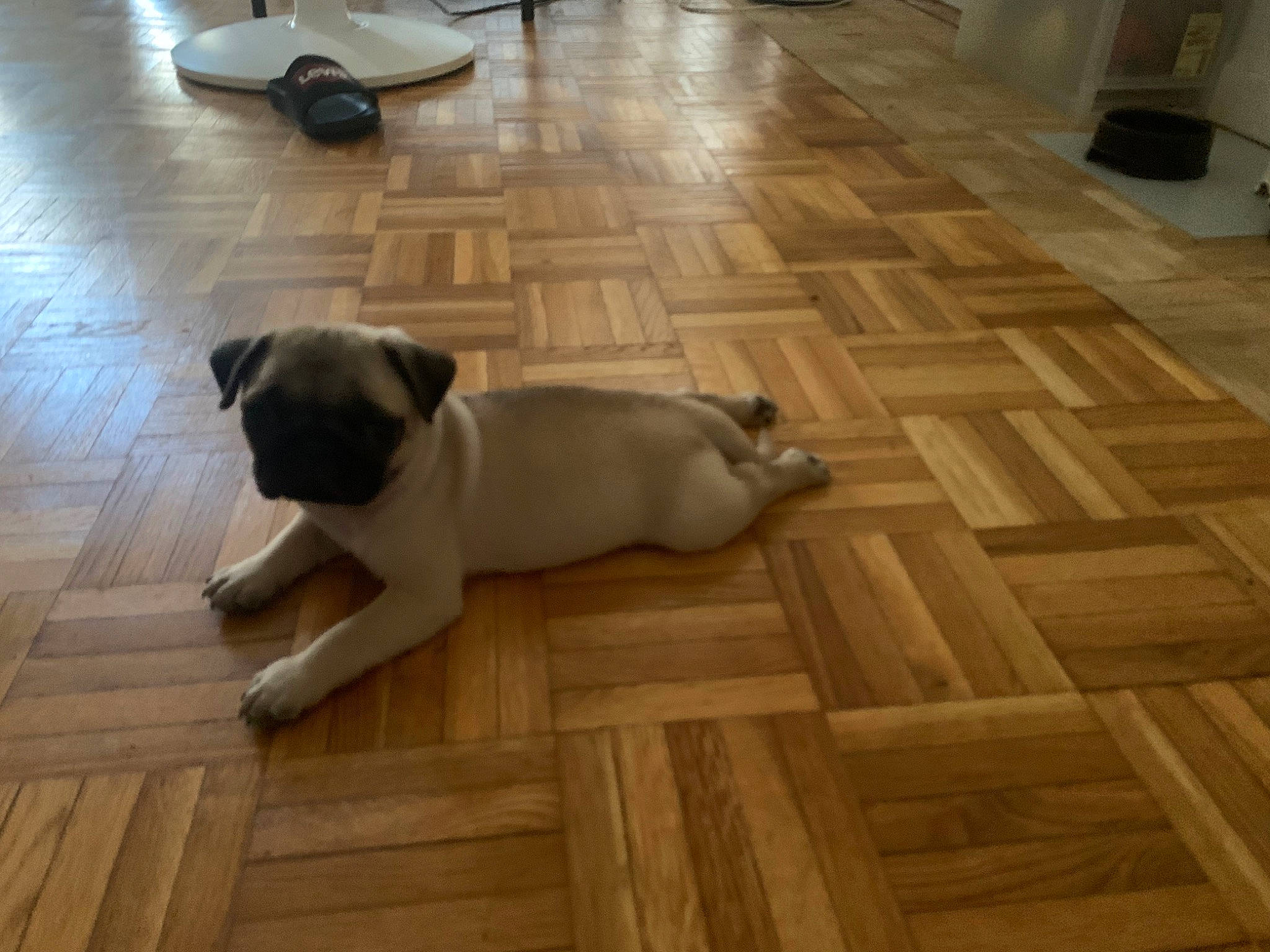 Byron a rejoint le concours — aidez-le/la à gagner de superbes lots ! beige, carnivore, companion_dog, dog, dog_breed, fawn, floor, flooring, hardwood, laminate_flooring, mammal, plank, pug, tail, toy_dog, vertebrate, wood, wood_flooring, wood_stain, working_animal