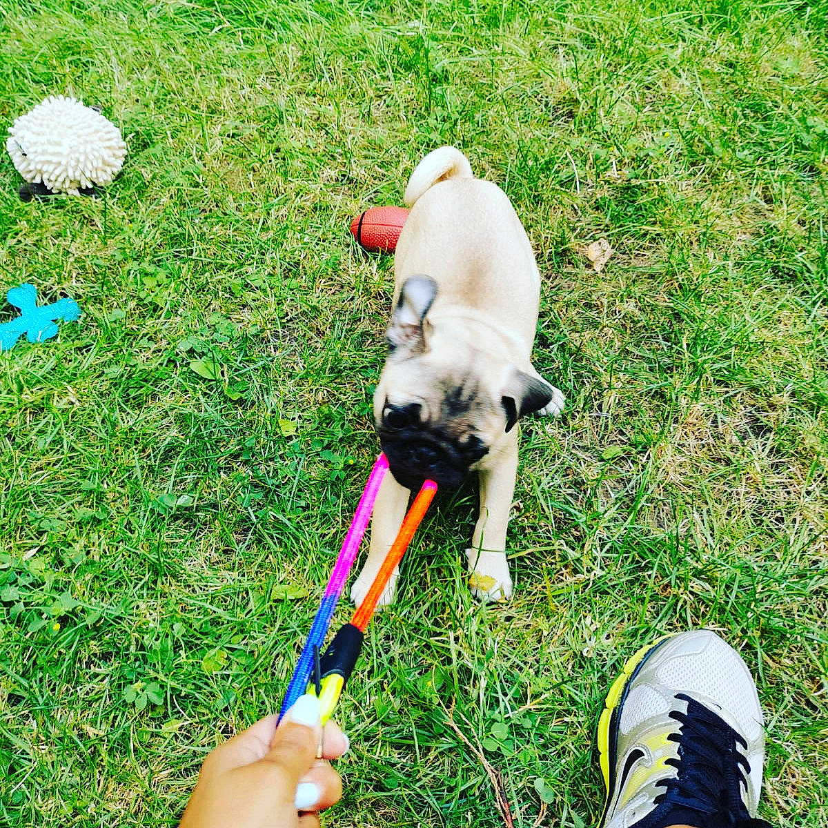 Byron a rejoint le concours — aidez-le/la à gagner de superbes lots ! biting, canidae, carnivore, companion_dog, dog, dog_breed, dog_supply, fawn, garden_hose, grass, groundcover, lawn, leash, leisure, people_in_nature, recreation, sporting_group, tail, tool, white