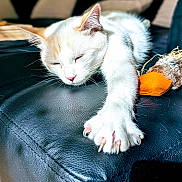 Canelle participe au concours pour gagner de l'argent avec cette photo : animal, cat, claws, closeup, cozy, cute, feline, fur, home, indoor, leather_couch, orange_cat, paw, pet, relaxing, resting, sleeping, toy, whiskers, white_cat