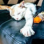 animal, cat, claws, closeup, cozy, cute, feline, fur, home, indoor, leather_couch, orange_cat, paw, pet, relaxing, resting, sleeping, toy, whiskers, white_cat