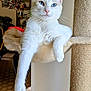 cat, white_cat, blue_eyes, relaxed, hammock, scratching_post, indoor, pet, feline, paw, whiskers, home_interior, plant, furniture, portrait, cute, animal, resting, long_paw, cozy
