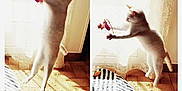 Canelle participe au concours pour gagner de l'argent avec cette photo : active, bright, cat, curtain, feline, fun, home, indoor, jumping, lace_curtain, pet, pink_toy, playing, shadow, striped_rug, sunlight, tiled_floor, toy, white_cat, window