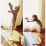 active, bright, cat, curtain, feline, fun, home, indoor, jumping, lace_curtain, pet, pink_toy, playing, shadow, striped_rug, sunlight, tiled_floor, toy, white_cat, window