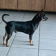 Onyx participe au concours pour gagner de l'argent avec cette photo : dog, small_dog, black_dog, tan_dog, pet, animal, floor, tile_floor, wooden_cabinet, indoor, alert, standing, ears_perked, side_view, canine, domestic_animal, companion, quiet, still, looking