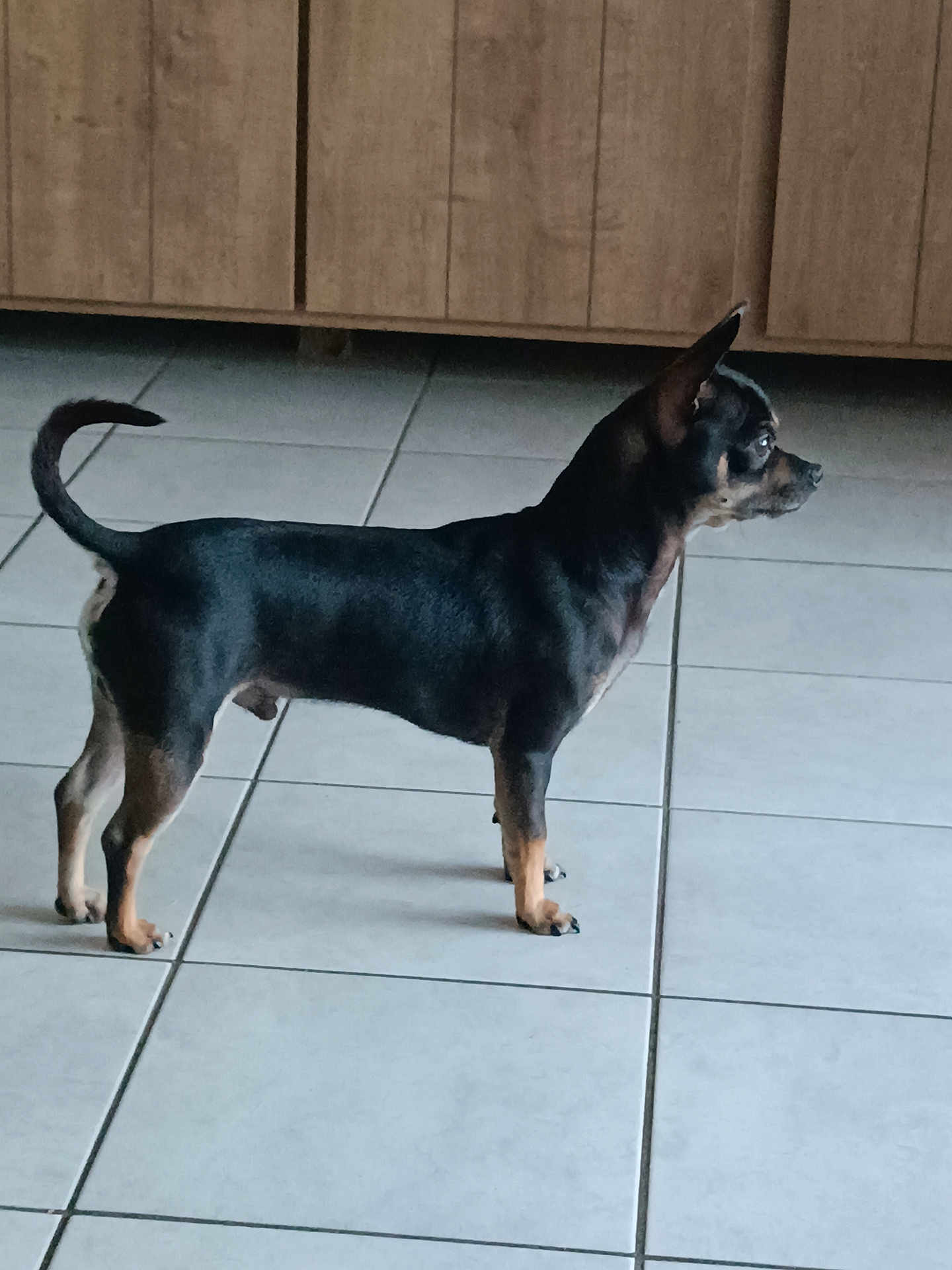 Onyx participe au concours pour gagner de l'argent avec cette photo : dog, small_dog, black_dog, tan_dog, pet, animal, floor, tile_floor, wooden_cabinet, indoor, alert, standing, ears_perked, side_view, canine, domestic_animal, companion, quiet, still, looking