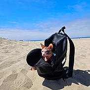 Piggy is registered to the contest to win money with this photo: sphynx_cat, cat, backpack, sand, beach, sky, sunlight, outdoor, animal, pet, leather, blue_sky, deserted, vacation, travel, nature, feline, relaxing, sunny, daytime