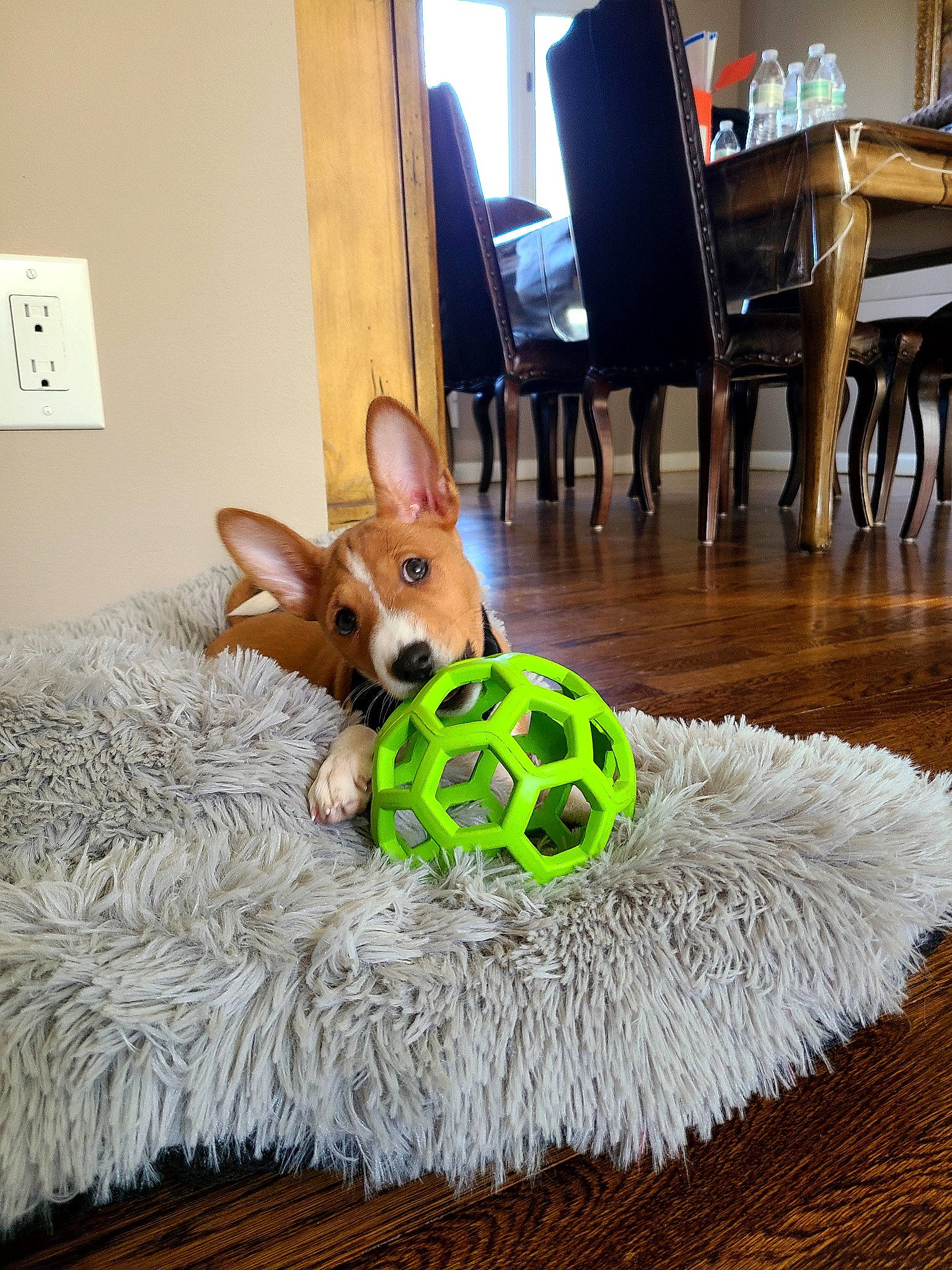 Hunter joined the competition — help win amazing prizes! ball, carnivore, chair, companion_dog, dog, dog_breed, dog_clothes, dog_supply, door, fawn, floor, flooring, football, house, snout, table, tennis_ball, textile, toy, wood