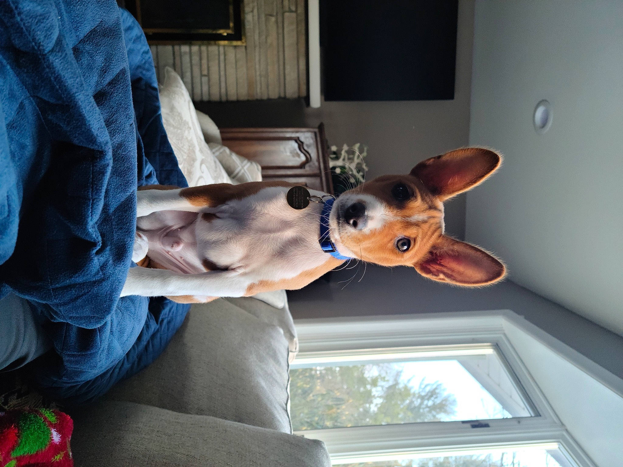 Hunter joined the competition — help win amazing prizes! car_seat, carnivore, comfort, companion_dog, dog, dog_breed, ear, eyewear, fawn, fur, guard_dog, picture_frame, room, snout, sporting_group, television, toy_dog, vehicle_door, whiskers, window