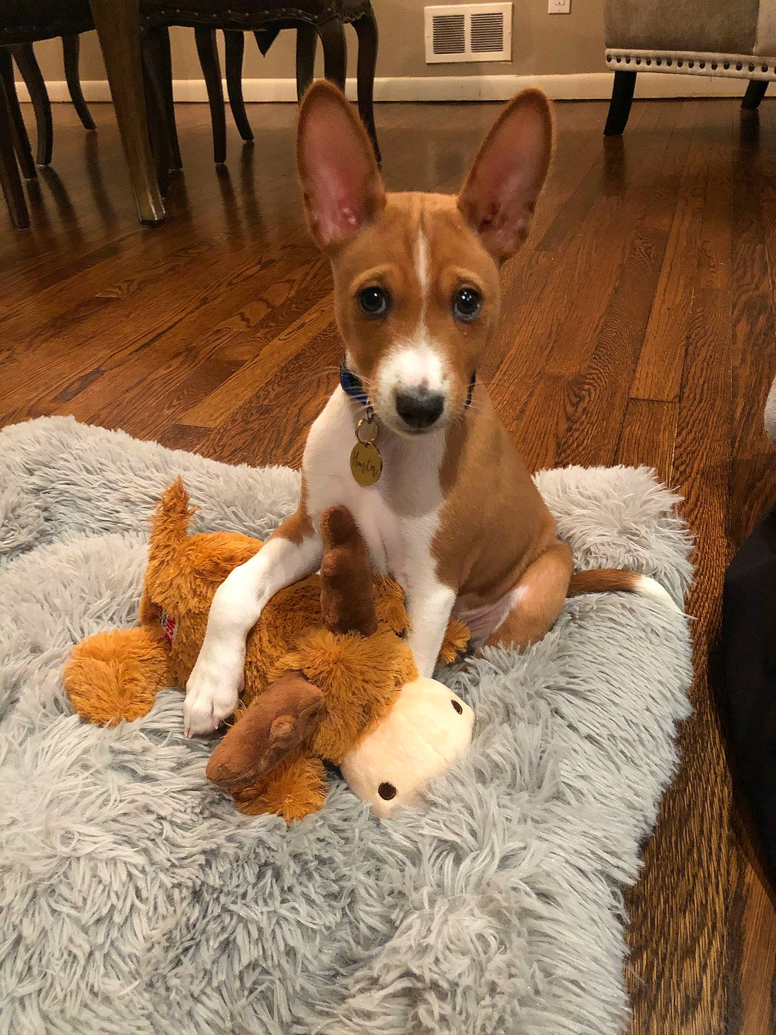 Hunter is registered to the contest to win money with this photo: basenji, carnivore, comfort, companion_dog, dog, dog_breed, dog_sports, fawn, flooring, fur, hardwood, hound, snout, sporting_group, tail, terrestrial_animal, toy, toy_dog, wood, working_animal