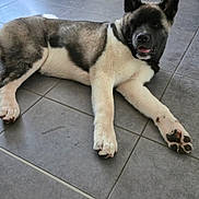 Aiden a rejoint le concours — aidez-le/la à gagner de superbes lots ! dog, indoor, floor, tile, animal, pet, relaxed, fur, paw, ear, mouth, black, white, gray, large_dog, lying_down, home, furniture, chair, cozy