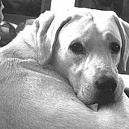 Lucky participe au concours pour gagner de l'argent avec cette photo : animal, black_and_white, close_up, companion, couch, cozy, dog, domestic_animal, ears, face, fur, home, indoor, looking_back, pet, portrait, quiet, relaxed, resting, snout