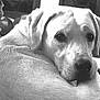 animal, black_and_white, close_up, companion, couch, cozy, dog, domestic_animal, ears, face, fur, home, indoor, looking_back, pet, portrait, quiet, relaxed, resting, snout