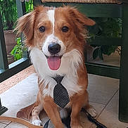 Fotis joined the competition — help win amazing prizes! dog, tie, pet, happy, tongue_out, brown_and_white, sitting, floor, tile, leash, fur, ears, outdoor, plant, chair, wood, portrait, cute, animal, smiling