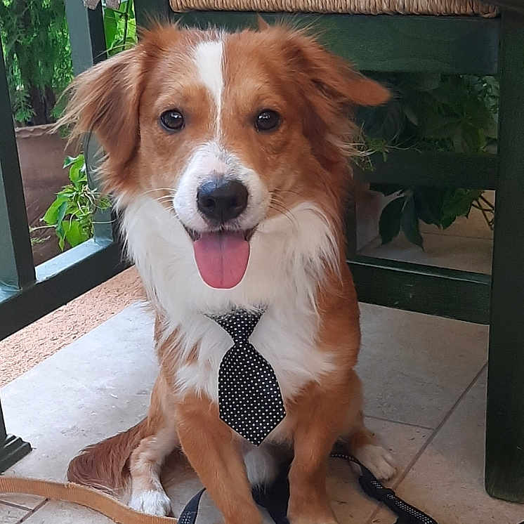 Fotis joined the competition — help win amazing prizes! animal, brown_and_white, chair, cute, dog, ears, floor, fur, happy, leash, outdoor, pet, plant, portrait, sitting, smiling, tie, tile, tongue_out, wood