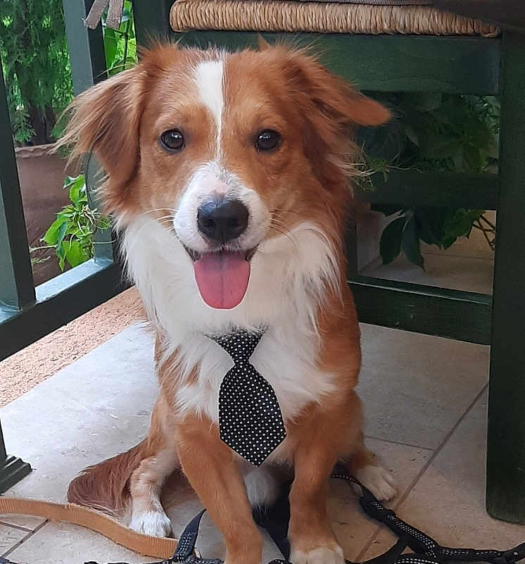 Fotis joined the competition — help win amazing prizes! dog, tie, pet, happy, tongue_out, brown_and_white, sitting, floor, tile, leash, fur, ears, outdoor, plant, chair, wood, portrait, cute, animal, smiling