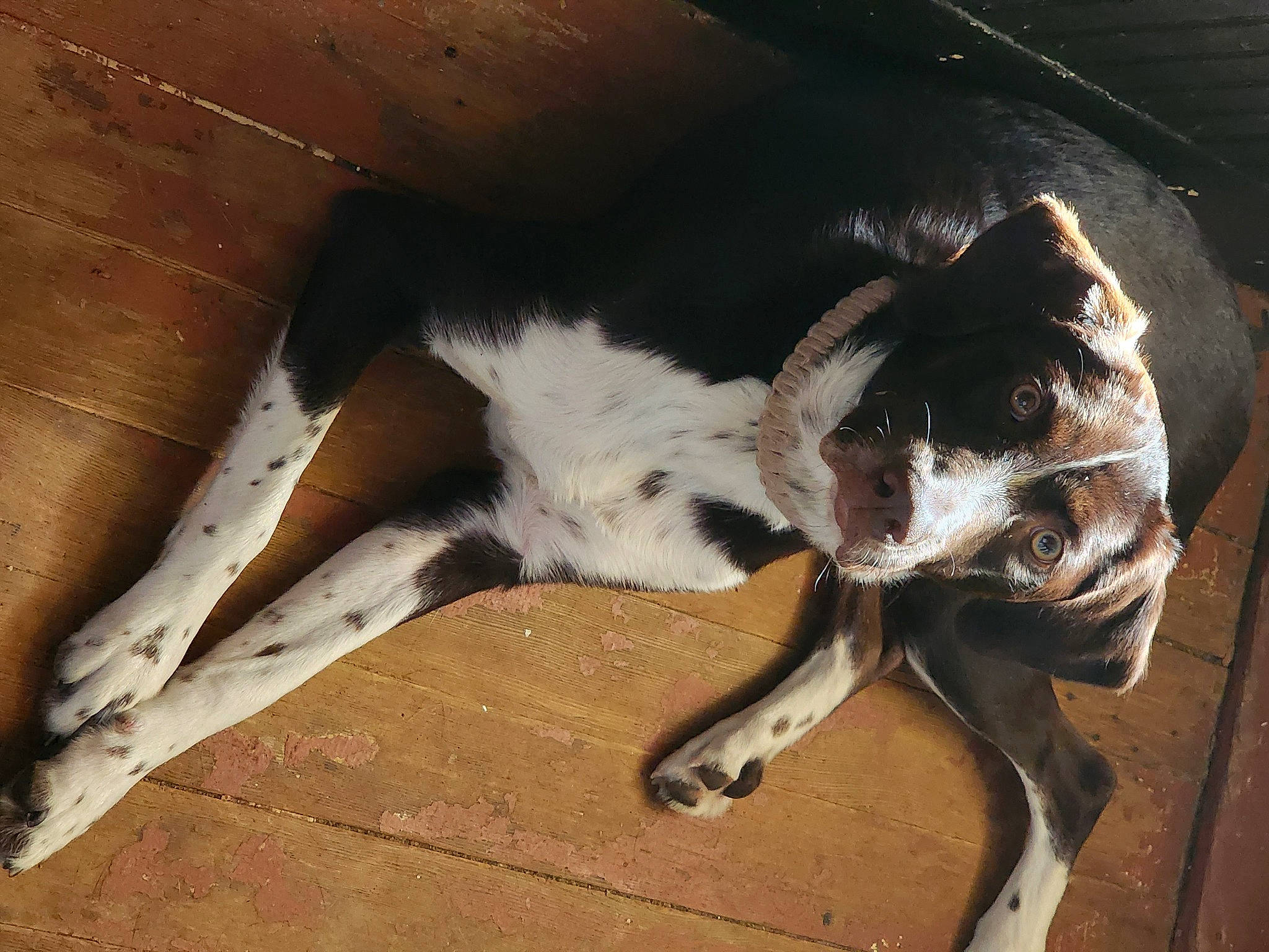 Coco joined the competition — help win amazing prizes! canidae, carnivore, companion_dog, dog, dog_breed, fawn, foot, fur, hardwood, human_leg, mammal, paw, snout, sporting_group, tail, terrestrial_animal, tints_and_shades, whiskers, wood, working_animal