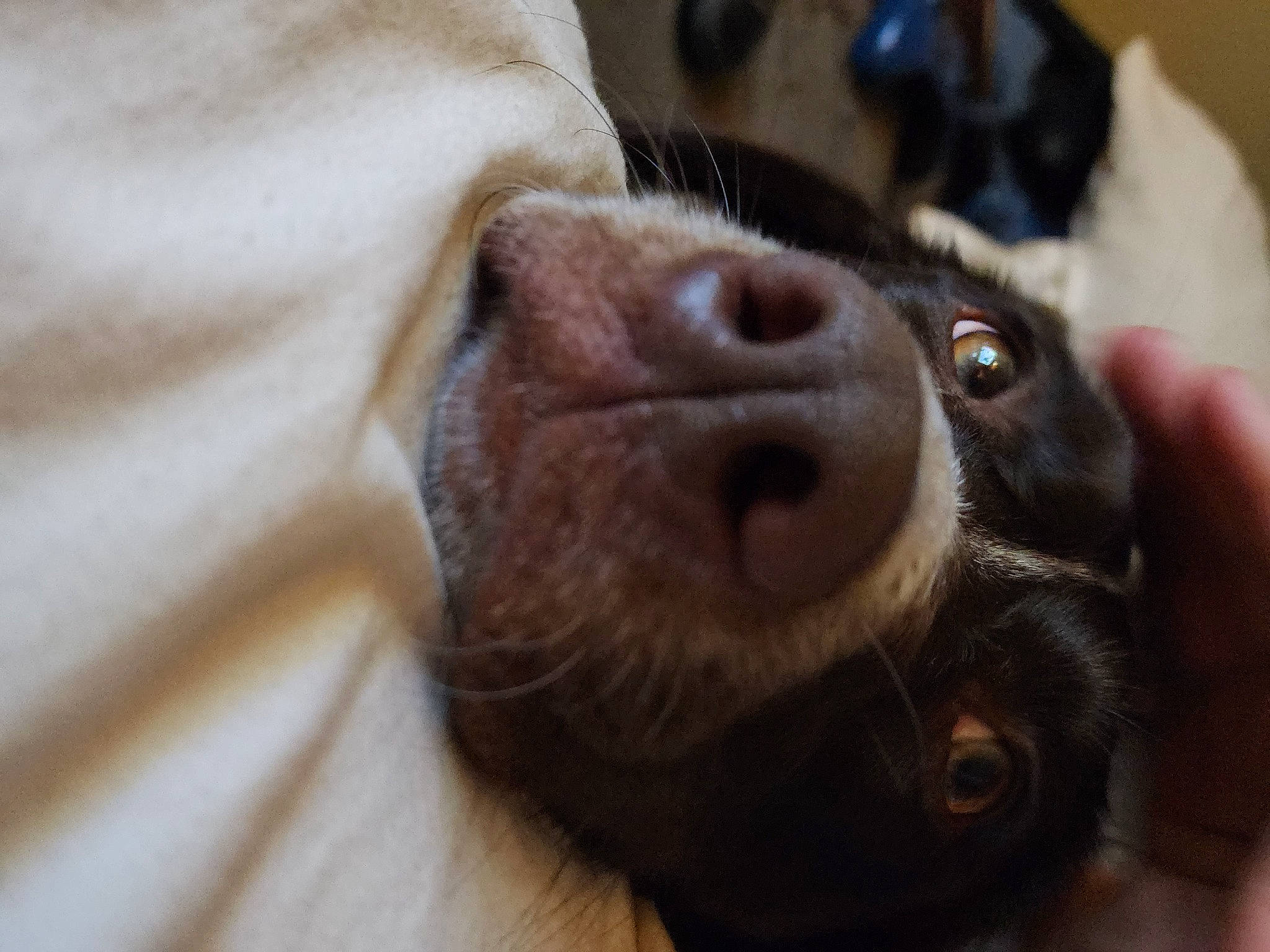 Coco is registered to the contest to win money with this photo: boston_terrier, camera, canidae, carnivore, companion_dog, dog, dog_breed, ear, fawn, fur, liver, non_sporting_group, puppy, snout, sporting_group, terrestrial_animal, toy_dog, whiskers, working_animal, wrinkle