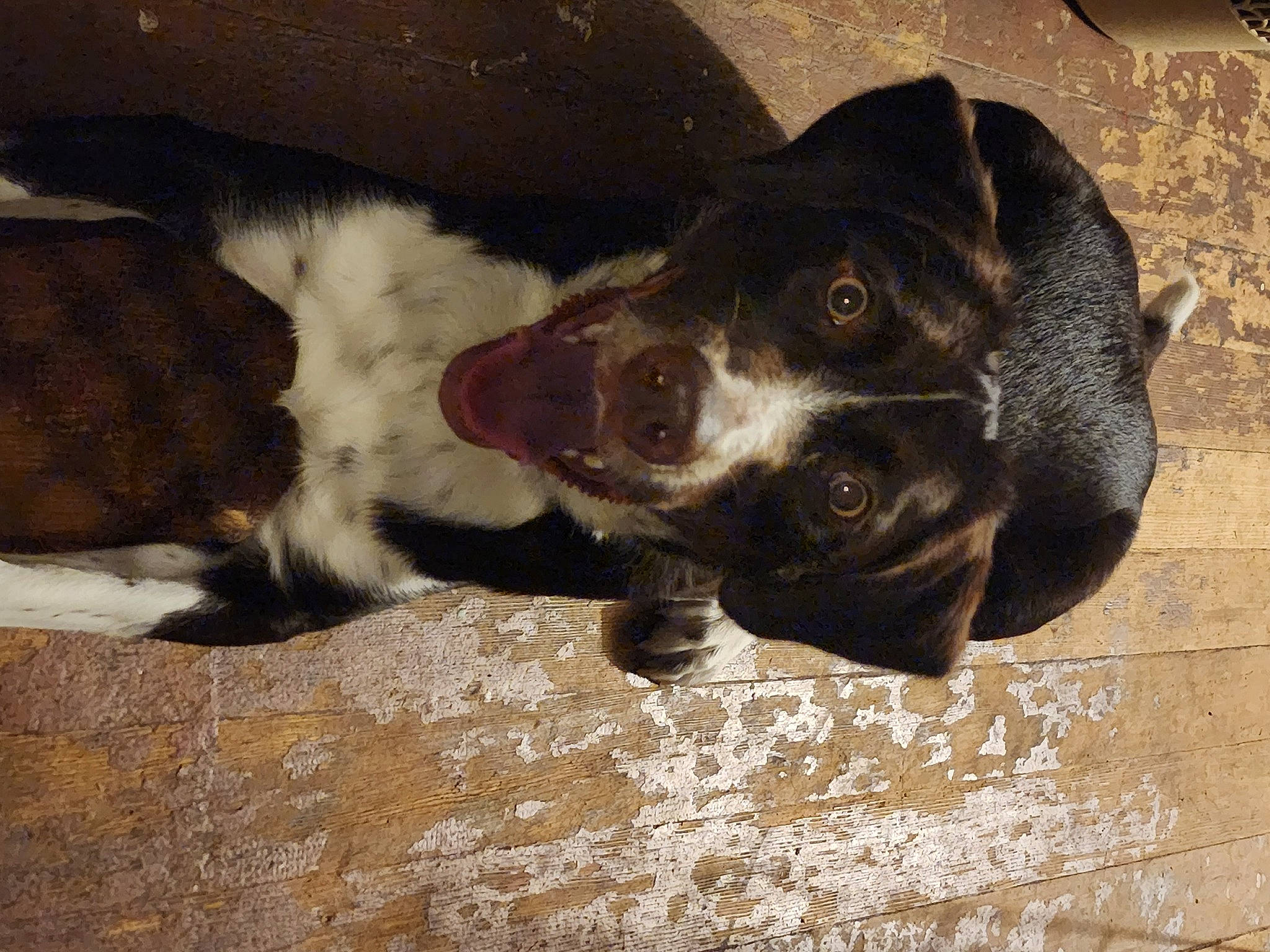 Coco is registered to the contest to win money with this photo: borador, canidae, carnivore, companion_dog, dog, dog_breed, dog_collar, fawn, fur, guard_dog, gun_dog, hunting_dog, liver, non_sporting_group, pointing_breed, sporting_group, tail, terrestrial_animal, whiskers, working_animal