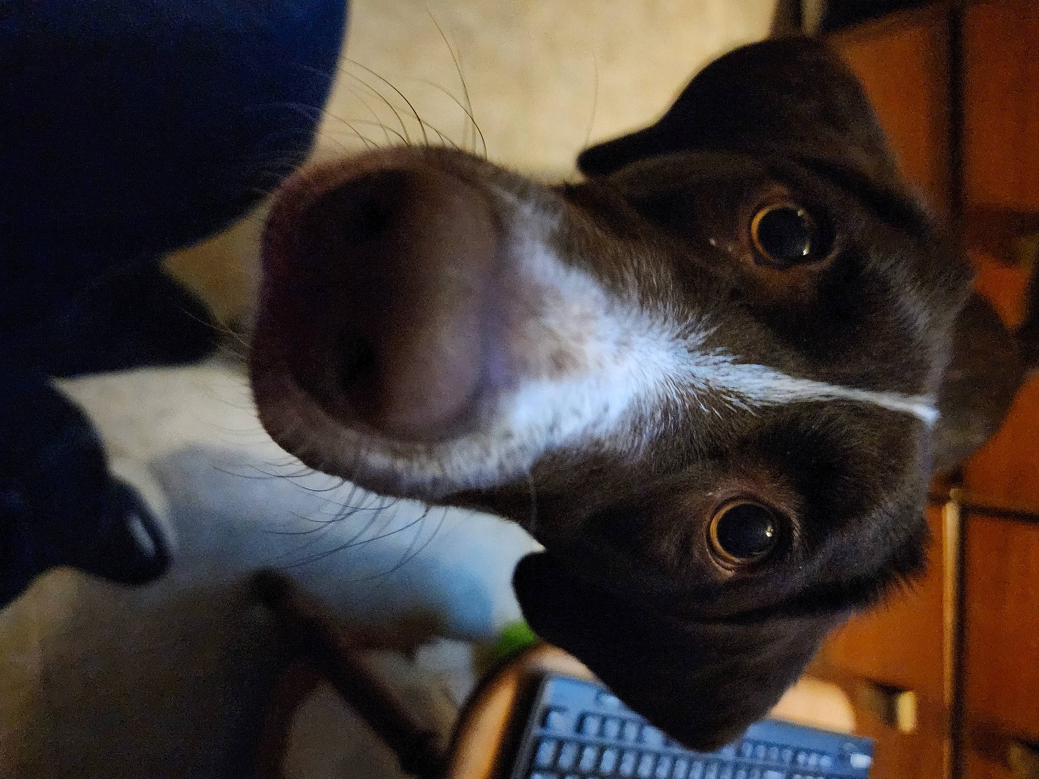 Coco is registered to the contest to win money with this photo: canidae, carnivore, collar, companion_dog, dog, dog_breed, domestic_short_haired_cat, ear, fawn, felidae, fur, liver, non_sporting_group, small_to_medium_sized_cats, snout, sporting_group, whiskers, working_animal