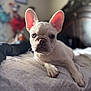 Luna is registered to the contest to win money with this photo: animal, bed, bedspread, canine, close_up, cute, dog, domestic_animal, ears, french_bulldog, indoor, laying_down, looking_at_camera, pet, portrait, puppy, resting, soft_light, white, young_dog