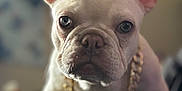 Luna joined the competition — help win amazing prizes! animal, bed, blurred_background, canine, close_up, companion, cute, dog, domestic_animal, ears, french_bulldog, furniture, gold_chain, household_pet, indoor, looking_at_camera, pet, portrait, white_dog, young_dog
