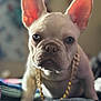animal, bed, blurred_background, canine, close_up, companion, cute, dog, domestic_animal, ears, french_bulldog, furniture, gold_chain, household_pet, indoor, looking_at_camera, pet, portrait, white_dog, young_dog