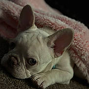 Luna is registered to the contest to win money with this photo: animal, blanket, carpet, closeup, cozy, cute, dog, ears, french_bulldog, fur, indoor, paw, pet, pink, portrait, puppy, resting, sleepy, snuggled, soft