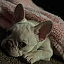 animal, blanket, carpet, closeup, cozy, cute, dog, ears, french_bulldog, fur, indoor, paw, pet, pink, portrait, puppy, resting, sleepy, snuggled, soft