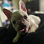 Luna is registered to the contest to win money with this photo: adorable, animal, black_background, blurred_background, close_up, cute, dog, domestic_animal, ears, face, focus, french_bulldog, indoor, looking_at_camera, lying_down, pet, puppy, tongue_out, wrinkles, young_dog