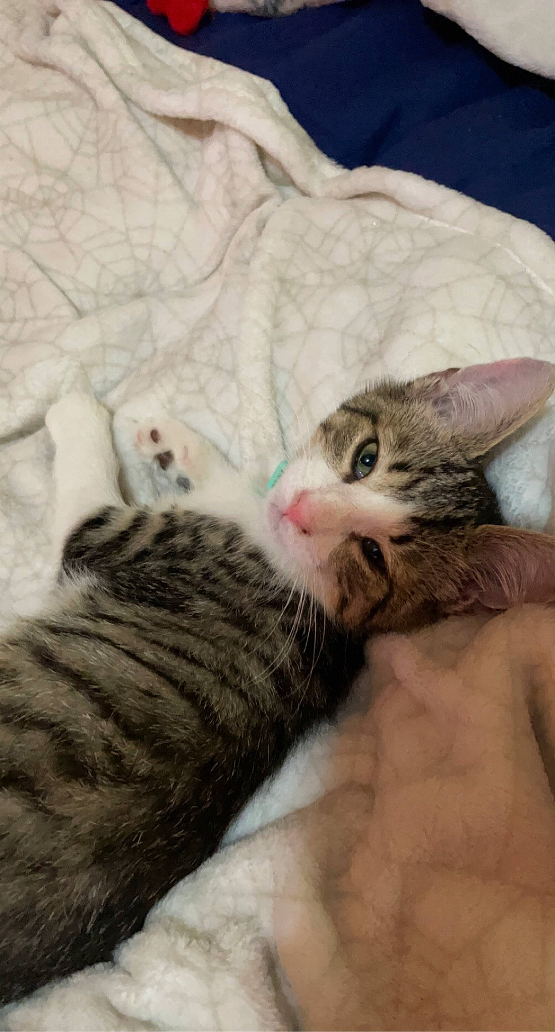 Meatball is registered to the contest to win money with this photo: carnivore, cat, claw, comfort, domestic_short_haired_cat, fawn, felidae, fur, grey, linens, mammal, nail, nap, paw, sleep, small_to_medium_sized_cats, snout, tail, vertebrate, whiskers