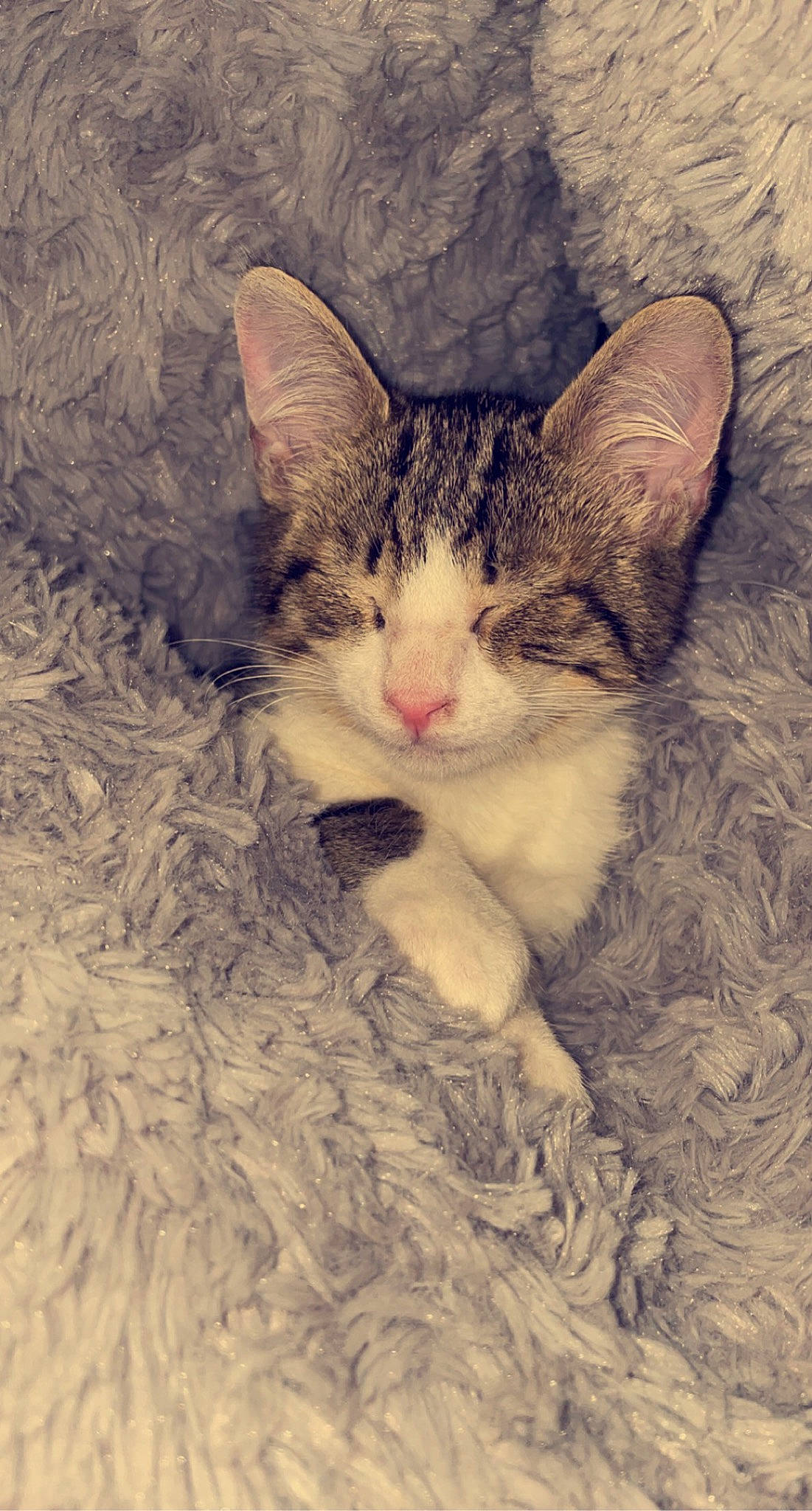 Meatball joined the competition — help win amazing prizes! carnivore, cat, claw, comfort, domestic_short_haired_cat, fawn, felidae, fur, grass, love, paw, photo_caption, plant, sitting, small_to_medium_sized_cats, snout, tail, tree, whiskers, wood