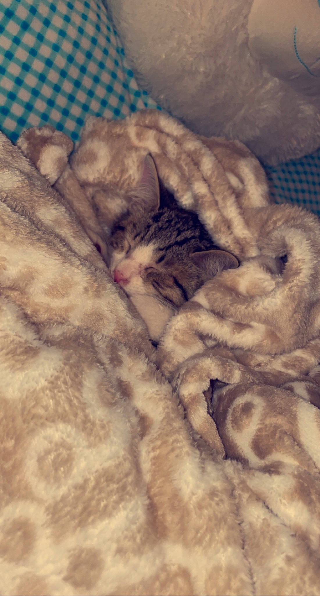 Meatball joined the competition — help win amazing prizes! bed, carnivore, cat, cloud, comfort, domestic_short_haired_cat, fawn, felidae, fur, grey, meteorological_phenomenon, mountain, pattern, paw, sky, small_to_medium_sized_cats, snout, tail, whiskers, wood