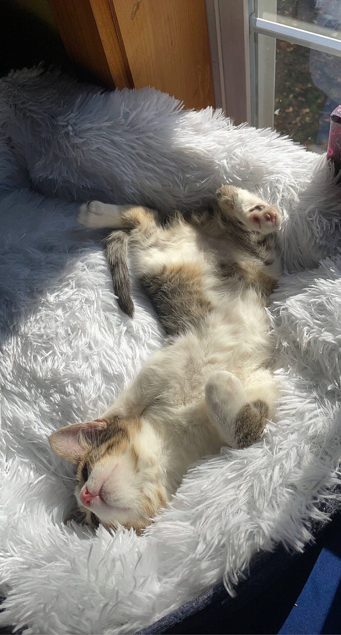 Meatball joined the competition — help win amazing prizes! carnivore, cat, claw, comfort, dog_breed, domestic_short_haired_cat, eye, fawn, felidae, foot, fur, nap, paw, sleep, small_to_medium_sized_cats, snout, tail, terrestrial_animal, whiskers