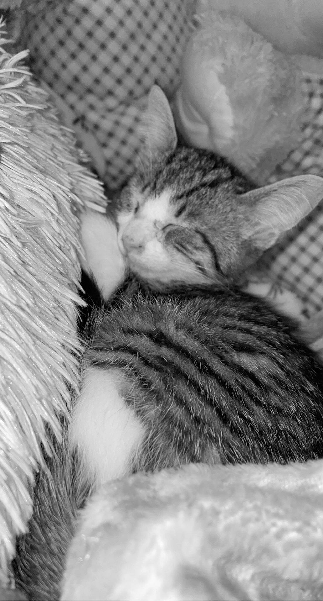 Meatball is registered to the contest to win money with this photo: black_and_white, carnivore, cat, cat_bed, close_up, comfort, eye, felidae, fur, grey, mammal, monochrome, monochrome_photography, paw, small_to_medium_sized_cats, snout, style, tail, vertebrate, whiskers