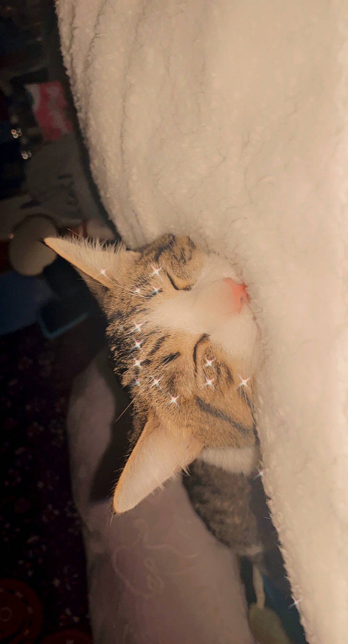 Meatball is registered to the contest to win money with this photo: beard, dress, ear, eye, eyelash, fawn, feather, felidae, head, human_body, jaw, natural_material, plant, small_to_medium_sized_cats, snout, snow, tail, tree, whiskers, window