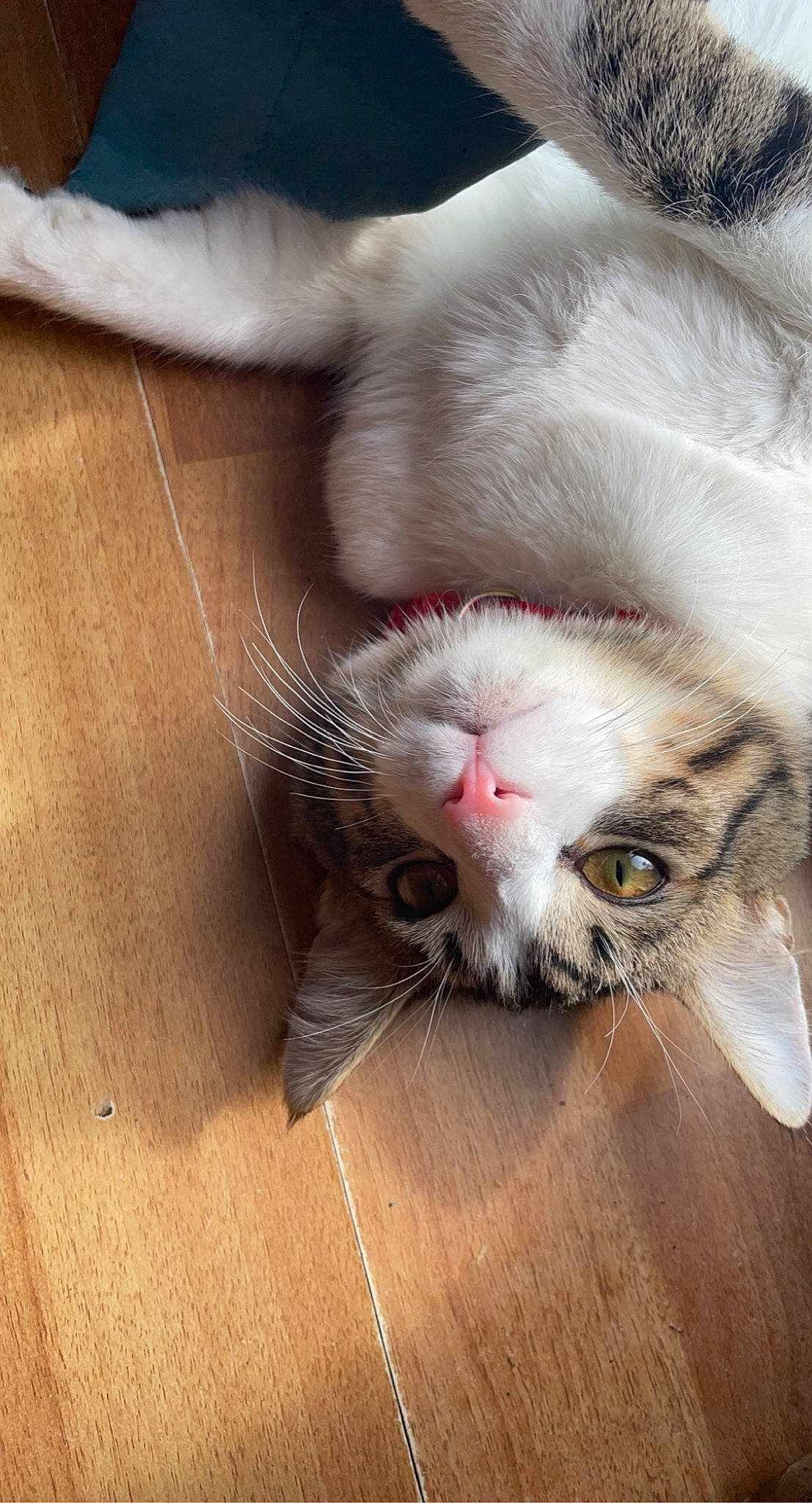 Meatball is registered to the contest to win money with this photo: carnivore, cat, claw, comfort, domestic_short_haired_cat, fawn, felidae, flooring, foot, fur, hardwood, nap, paw, plant, small_to_medium_sized_cats, snout, tail, whiskers, wood, wood_flooring