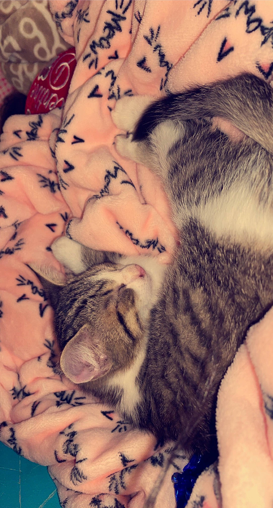 Meatball joined the competition — help win amazing prizes! carnivore, cat, cloud, comfort, domestic_short_haired_cat, ear, fawn, felidae, fur, gesture, mammal, nail, paw, sky, small_to_medium_sized_cats, snout, tail, textile, vertebrate, whiskers