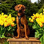 dog, brown_dog, yellow_tulips, flowers, garden, outdoor, nature, greenery, wooden_platform, pet, animal, sitting, harness, plant, summer, spring, flora, canine, leaf, portrait