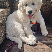 Aïka a rejoint le concours — aidez-le/la à gagner de superbes lots ! puppy, golden_retriever, dog, young_dog, wooden_steps, cannon, outdoor, sunlight, tongue_out, fluffy, pet, animal, leash, resting, cute, playful, summer, nature, fur, canine