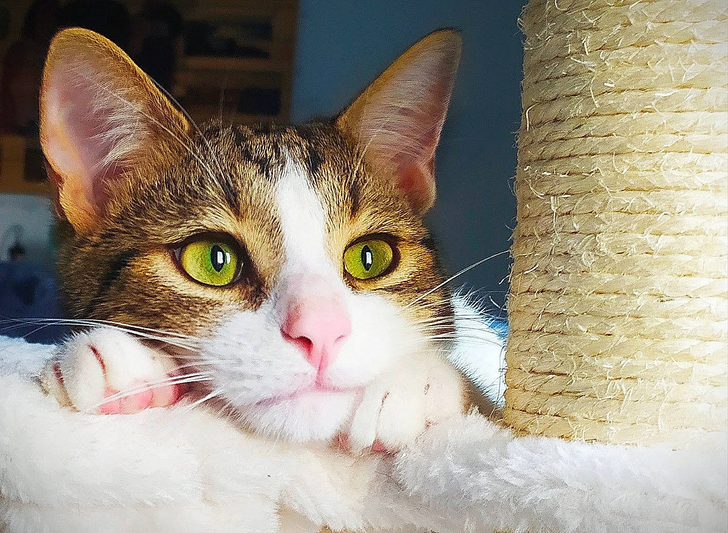 Cookie a rejoint le concours — aidez-le/la à gagner de superbes lots ! carnivore, cat, domestic_short_haired_cat, ear, eye, felidae, fur, head, human_body, paw, small_to_medium_sized_cats, snout, tree, whiskers