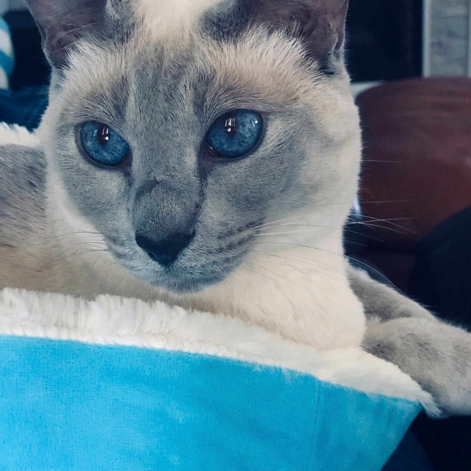 Snowflake is registered to the contest to win money with this photo: asian, balinese, burmese, burmilla, carnivore, cat, colorpoint_shorthair, felidae, german_rex, javanese, kitten, mammal, ojos_azules, siamese, small_to_medium_sized_cats, snout, thai, tonkinese, vertebrate, whiskers
