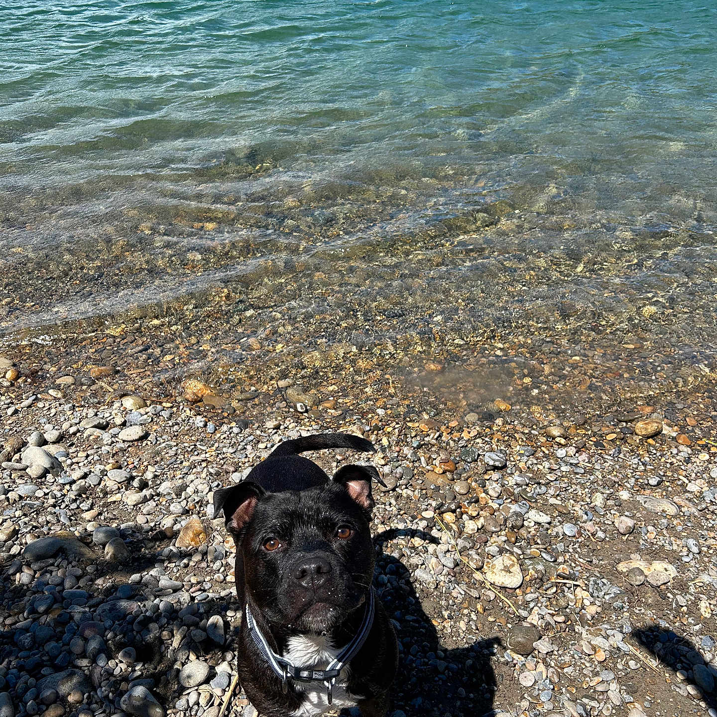 Raffy a rejoint le concours — aidez-le/la à gagner de superbes lots ! animal, beach, bulldog, canine, coast, dog, frenchbulldog, gravel, nature, outdoors, pebble, pet, pitbull, puppy, road, rock, sea, shoreline, soil, water