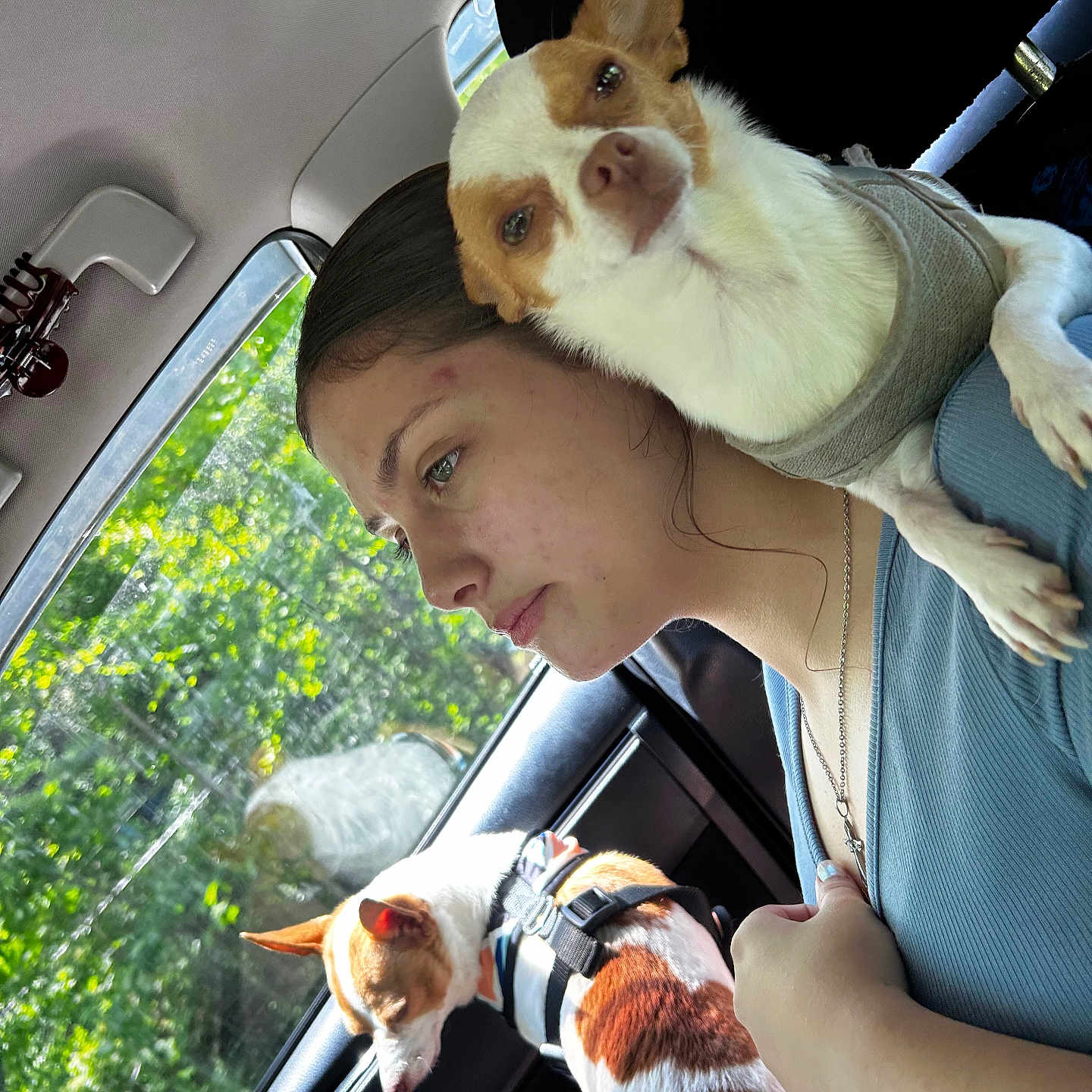 Marlin And Nemo is registered to the contest to win money with this photo: animal, car_interior, casual, companion, daytime, dog, greenery, harness, human, natural_light, pet, portrait, resting, seat, shoulder, side_profile, sweater, travel, window, woman