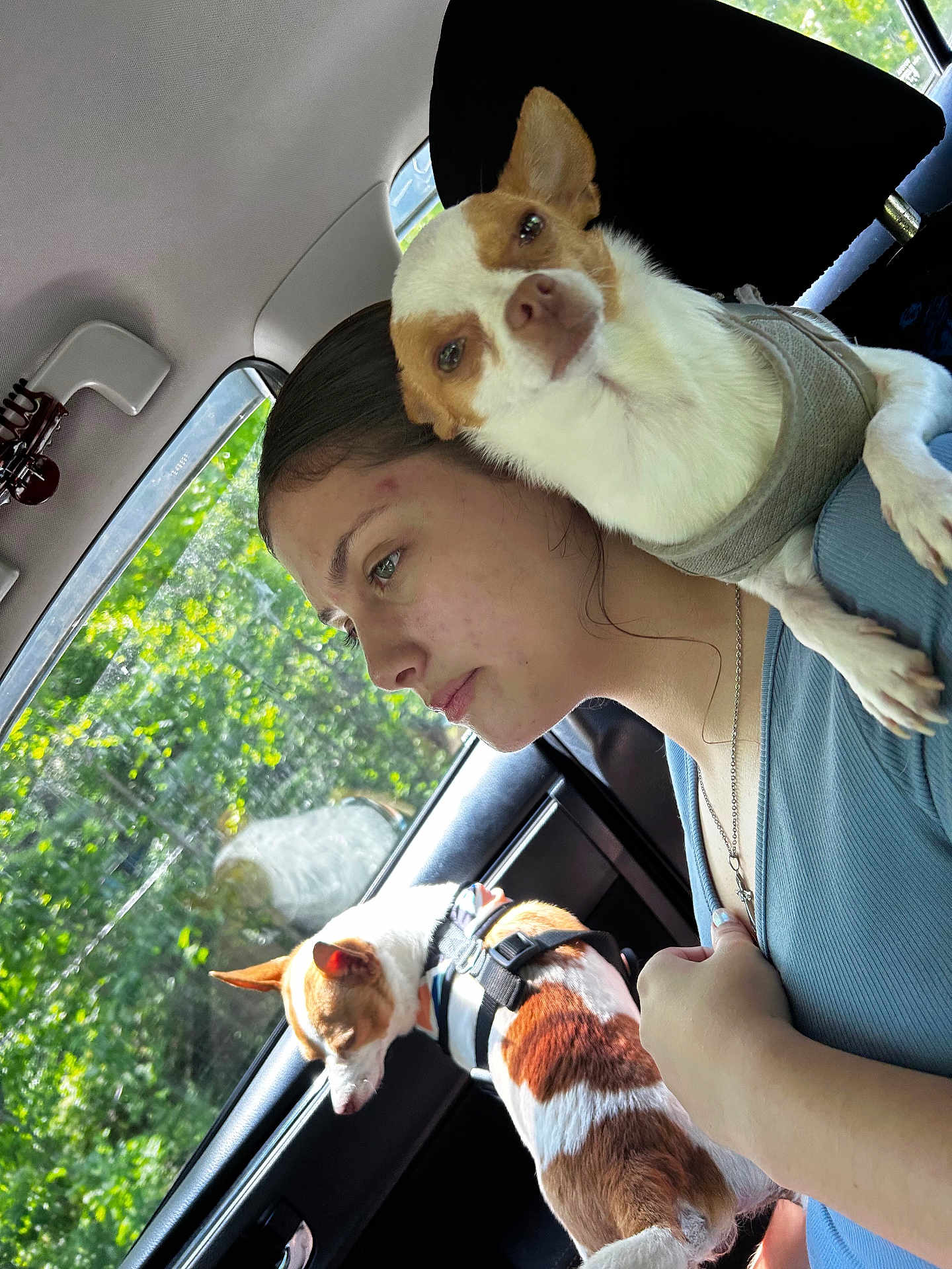 Marlin And Nemo is registered to the contest to win money with this photo: animal, car_interior, casual, companion, daytime, dog, greenery, harness, human, natural_light, pet, portrait, resting, seat, shoulder, side_profile, sweater, travel, window, woman