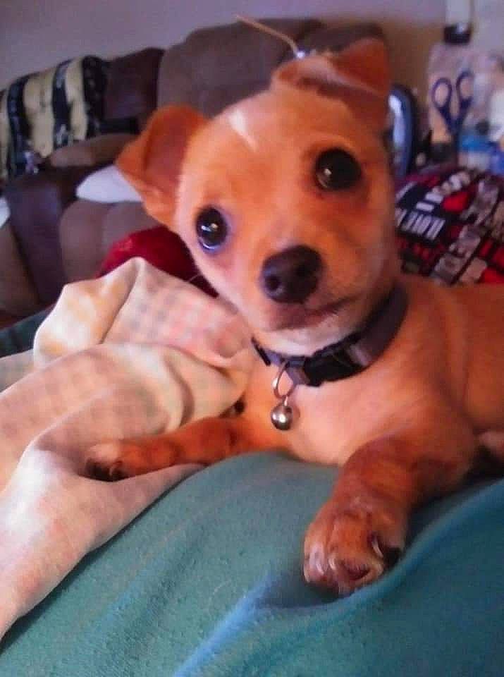 Harley is registered to the contest to win money with this photo: canidae, carnivore, collar, comfort, companion_dog, dog, dog_breed, dog_collar, dog_supply, ear, fawn, fur, paw, puppy_love, snout, sporting_group, toy_dog, watch, whiskers, working_animal