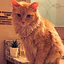 cat, orange_cat, fluffy, pet, animal, necklace, pearl_necklace, kitchen, countertop, potted_plant, indoor, feline, cute, domestic_animal, portrait, sitting, fur, whiskers, eyes, tile