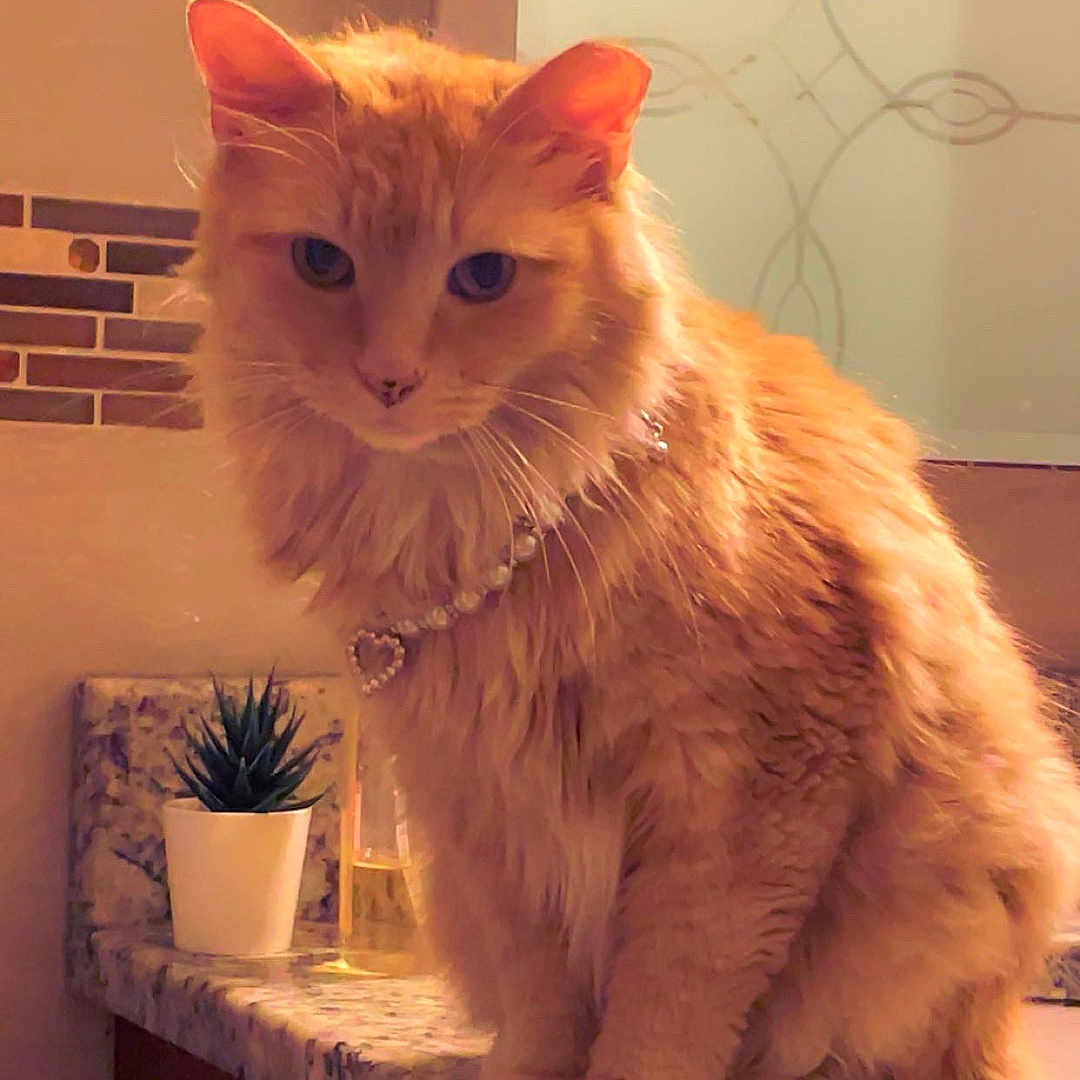 Mary J joined the competition — help win amazing prizes! animal, cat, countertop, cute, domestic_animal, eyes, feline, fluffy, fur, indoor, kitchen, necklace, orange_cat, pearl_necklace, pet, portrait, potted_plant, sitting, tile, whiskers