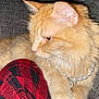 cat, orange_cat, fluffy, pearl_necklace, jewelry, pet, feline, red_fabric, checkered_pattern, plaid, couch, indoor, resting, animal, whiskers, ears, paw, fur, side_view, domestic_animal