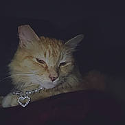 Mary J is registered to the contest to win money with this photo: cat, orange_cat, pet, animal, necklace, jewelry, heart_pendant, sleepy, dim_light, closeup, feline, whiskers, ears, fur, domestic_cat, resting, cute, indoor, portrait, mystery