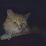cat, orange_cat, pet, animal, necklace, jewelry, heart_pendant, sleepy, dim_light, closeup, feline, whiskers, ears, fur, domestic_cat, resting, cute, indoor, portrait, mystery